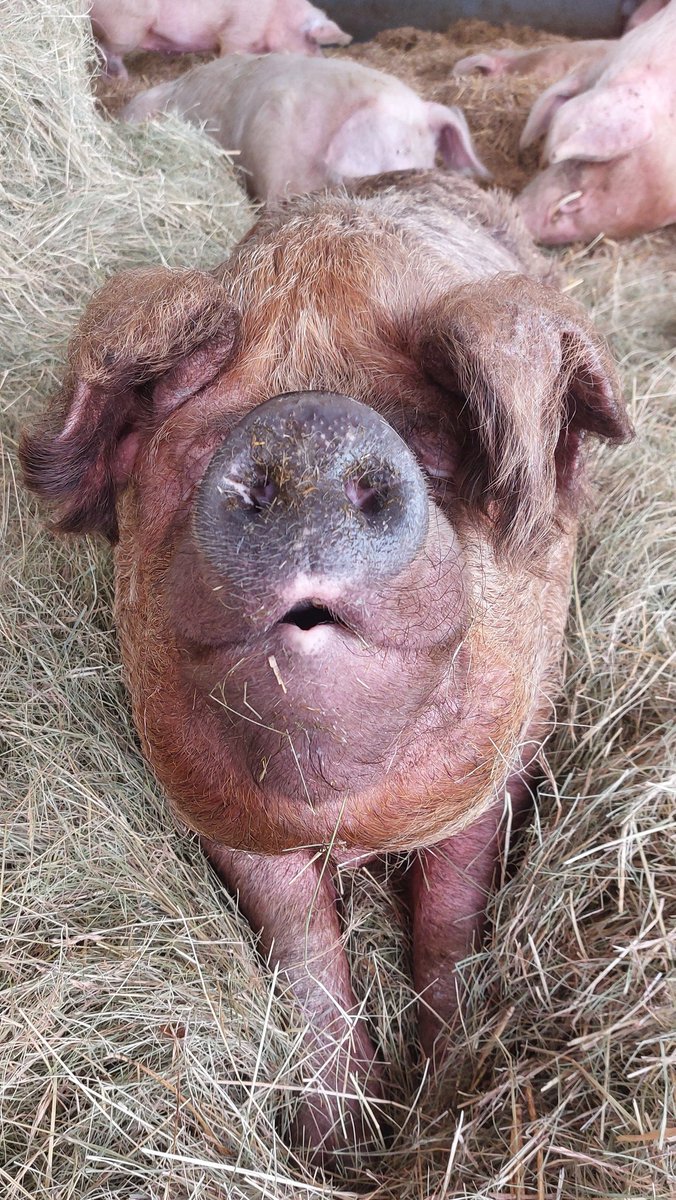 Ooooh it's VeeVee 🧡🐷🧡 She's big, she's beautiful, she's orange! 🍊 Pucker up with VeeVee and become a #Pigoneer. We urgently need more pigoneers. Join up if you can 🙏 It's from just £2.50 per month✨️ globalvegancrowdfunder.org/pigoneer-2000-…