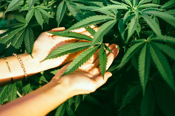 GrasspHealth's tweet photo. 🌿In a world focused on wellness, cannabis is emerging as the go-to choice over alcohol and wine. From mindful consumption to wellness benefits and sustainable living, here's why the shift is happening. 🍷 
https://t.co/xepeOFefxJ

#CannabisOverAlcohol #WellnessRevolution https://t.co/knhCW0gQrG
