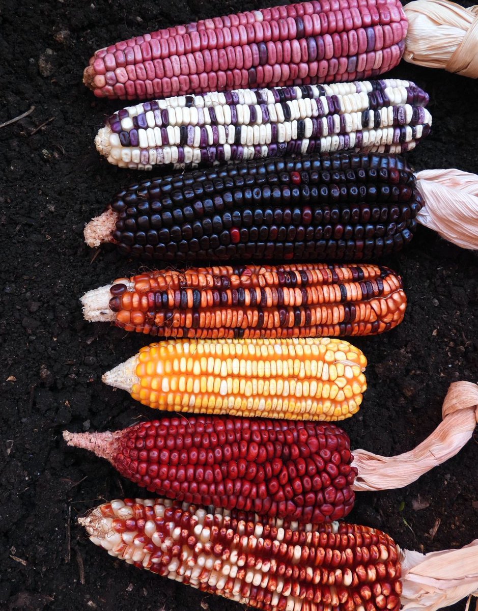 ¡En México se han registrado 64, es decir casi 1/3, de las 220 razas de maíces descritas en toda América Latina, por eso somos el banco genético vivo más grande en el mundo! 😱🌽🇲🇽 #MaizNativo