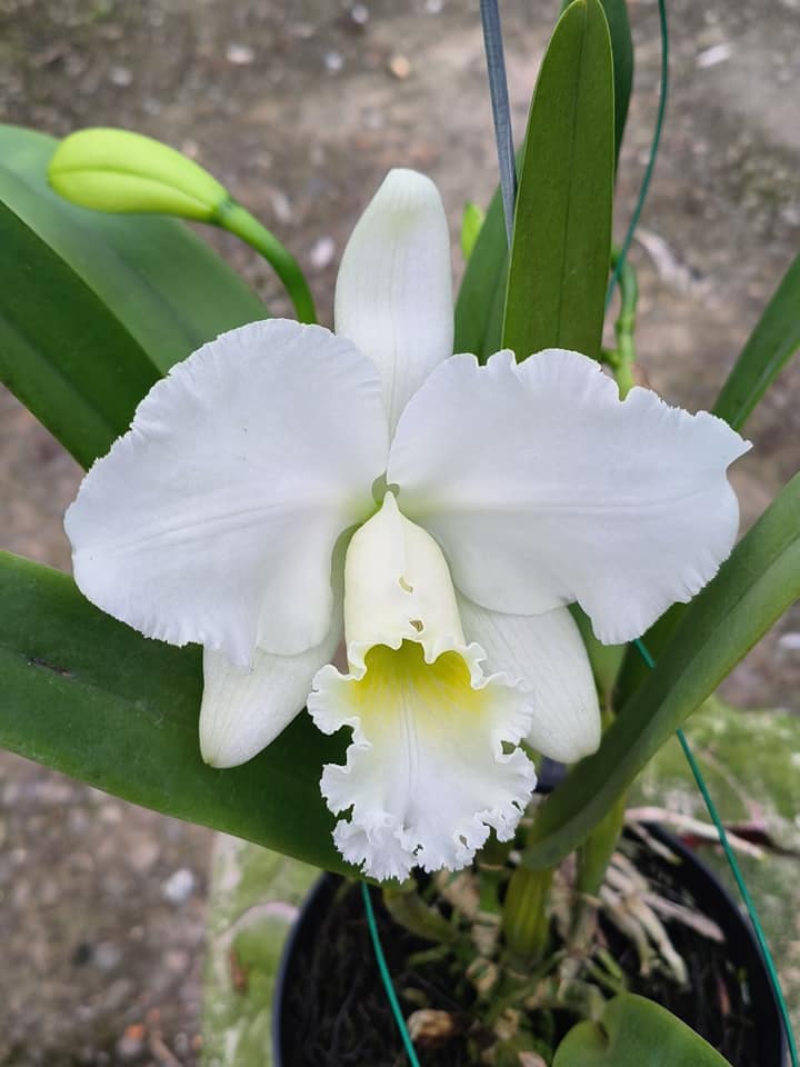 Cattleya mossiae alba #orchids #plants