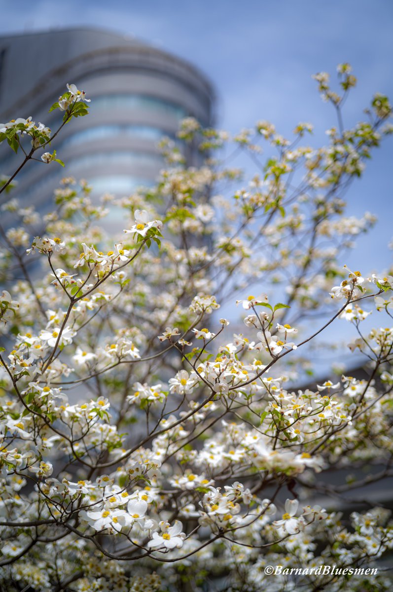 都会の春…。

#花
#flower
#花のある風景
#花水木
#ハナミズキ
#Cornusflorida
#浜松
#ファインダー越しの私の世界
#はなまっぷ
#sigma
#sigmafpL
#leica
#summicronSL50f2ASPH
#lmount 
#yourshotphotographer
#yousawscenes
#1x
#1x_japan 

SIGMA fpL
Leica Summicron-SL 50 f/2 ASPH.