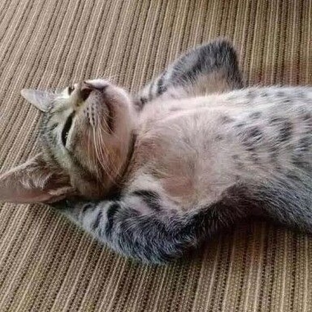 Punch Cat (@punchingcat) on Twitter photo 