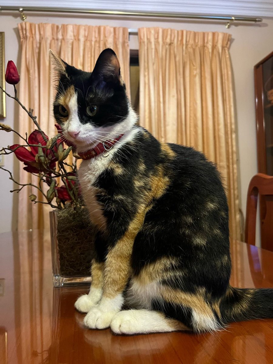 AraConstantini's tweet photo. RT RT RT para que esta gatita encuentre pronto un hogar 🙏🏾🥹 Una amiga le rescató pero ya no le puede tener porque no se lleva bien con su otra gatita 🥲 Los interesados pueden escribir al 0983256825 🤍 https://t.co/iJZ0pDvnB0