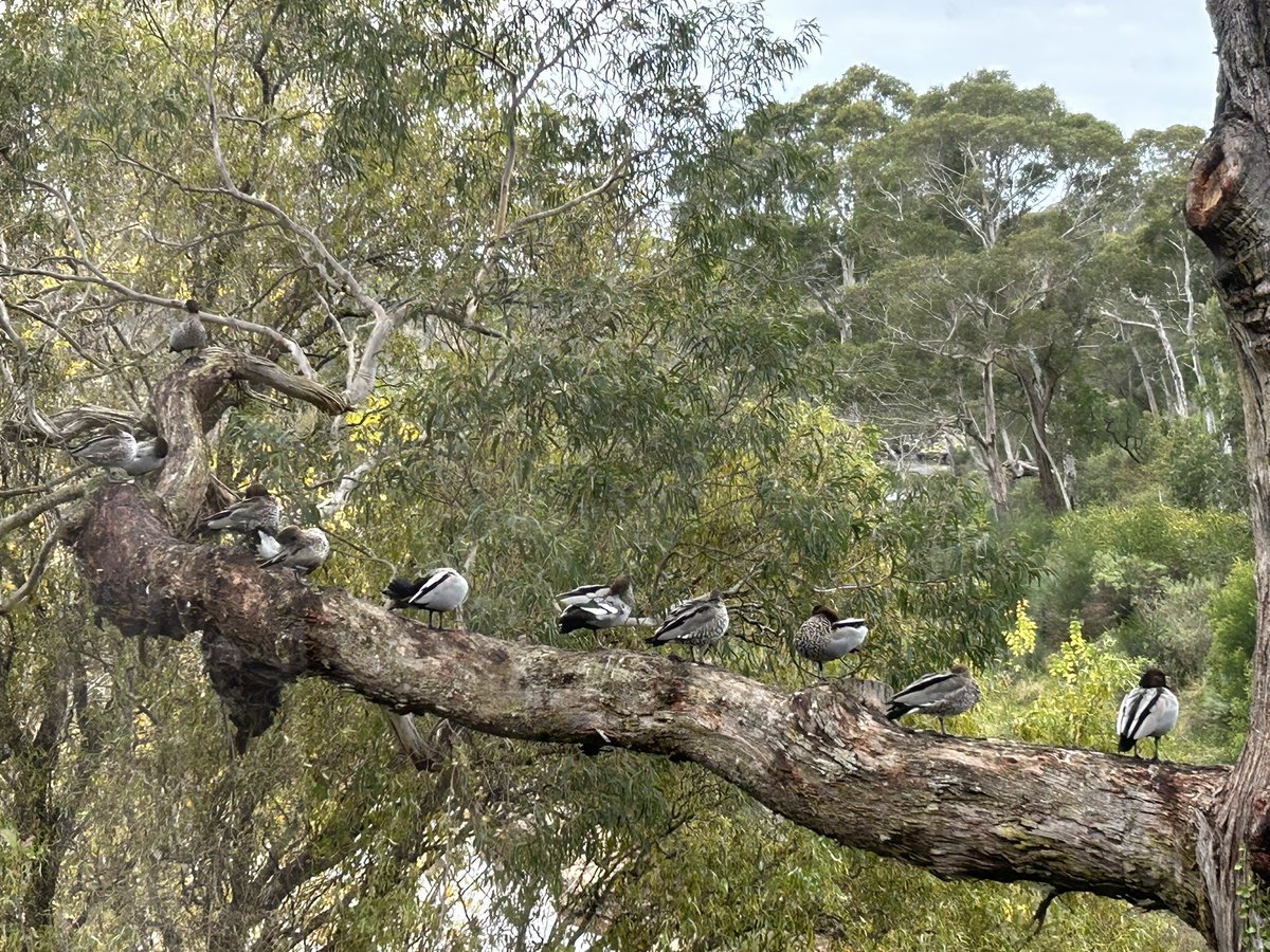 It’s 11a.m. and here are 11 ducks in a row. Wishing you a peaceful Wednesday, with love from a little river in Gundungara country 🙏💙😊