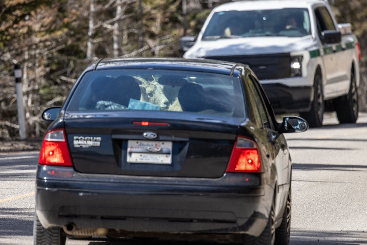 Saw an email from Parks Canada today letting people know that the Bighorn Sheep are ready for pickup.