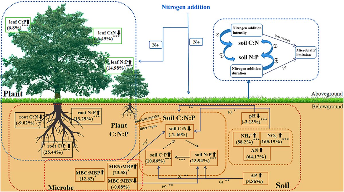 osbert_sun's tweet photo. Canopy #NitrogenAddition primarily affected plant C:N:P #stoichiometry through altering plant N content, while understory N inputs altered more by influencing soil C and P content. https://t.co/suAyGkx1Ab https://t.co/09r1ARIJzQ