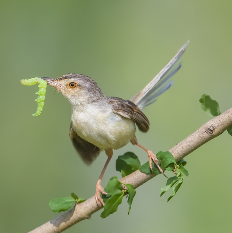 Guess the name of the bird🐦 #birds #nature #photography #birding #birdwatching #LovelyBirdsInChina