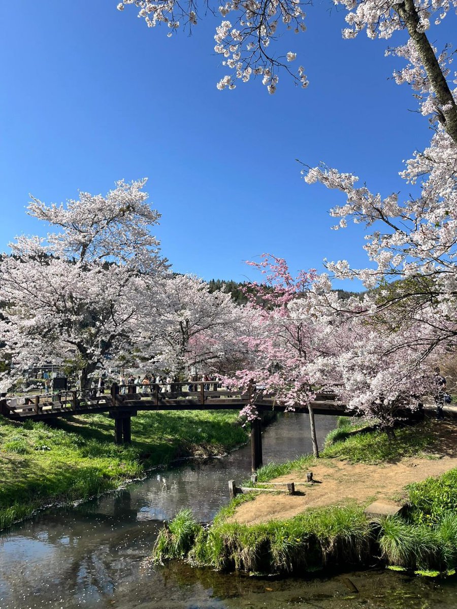 日出ᱸず‍る⬝国‍で᠎、 桜ᱸ舞ﾠうᱸ中 、彼ﾞ女⬝はﾠ優雅⬝さ⬝と‍優雅さを体現し、まさに日本の美を反映しています。 🌸🍒💘