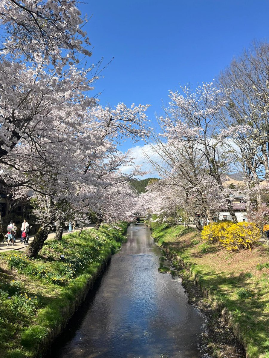 日‍出​ず​る⳿国​で᠎、ﾞ桜​舞⳿う⳿中ᱸ、彼᠍女​は優 雅⬝さﾞと優雅さを体現し、まさに日本の美を反映しています。 🌸🍒💘