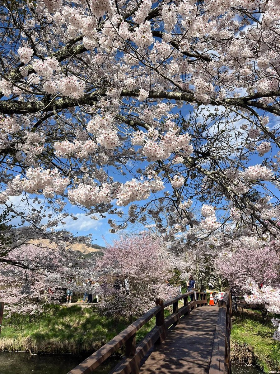 春ﾞのﾠ桜᠍のﾞよᱸう​に⳿、時代を‍超‍越し᠎た 美​しさ⬝をﾠ放ち、繊細でありながら魅惑的な姿を見せます。 🌸💖🍒