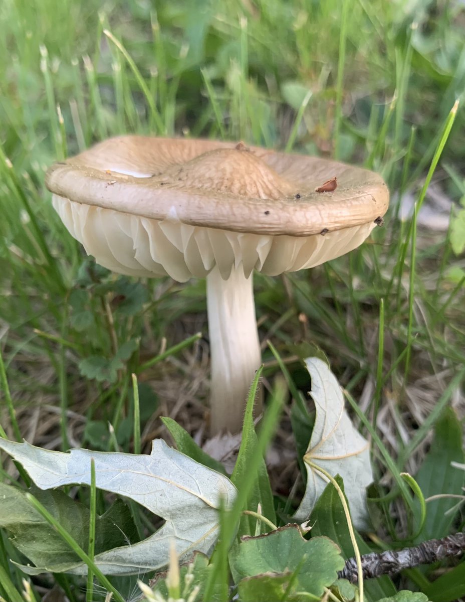 Rachel Helston 🍄 tweet media