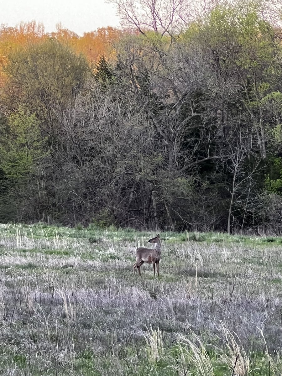 AngelaSuttner's tweet photo. I got out and enjoyed the evening doing what I love most.. sitting in the woods at the pond feeding the goldfish, riding across the ridges to get a top of the hill view and stopping for pictures along the ride! #calming #BeautifulEvening #Sunsets #FarmRide More than anything being out in nature helps my grief. 🥰