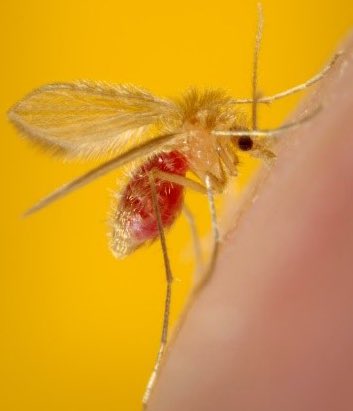 Hola bichodatero, la “manta blanca” es un mosquito “chupasangre”, familia Psychodidae. Algunas especies de Lutzomyia son vectoras del patógeno de la leishmaniasis ¿Cómo reconocerlas? Difícil, pues miden apenas un par de milímetros. Usar repelente y mosquitero muy fino. 📸: CDC.