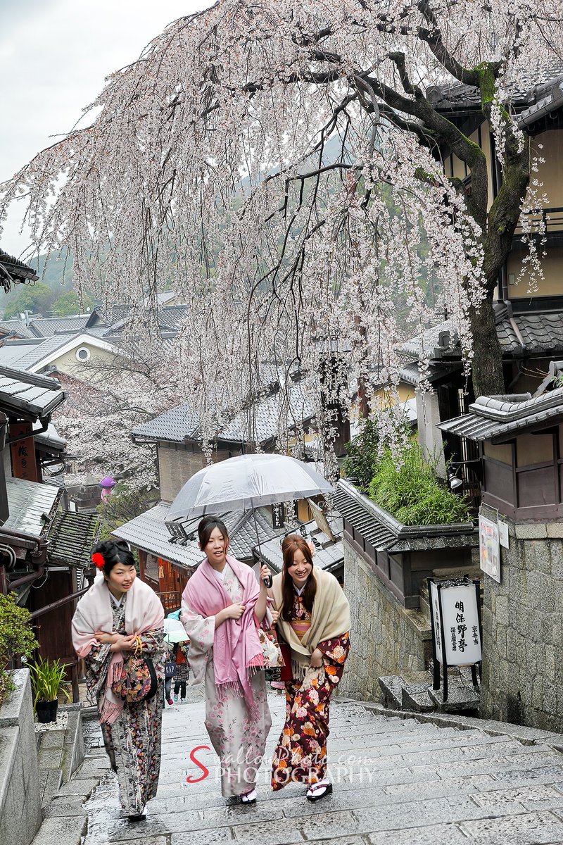 Swallow_Photo's tweet photo. 看到三年坂的櫻花樹傾倒,想起多年前有幸拍到的這棵枝垂櫻
*歡迎追蹤訂閱*
#Japan
#日本
#京都
#產寧坂
#三年坂
#枝垂桜
#桜花
#風景
#風景写真
#SwallowPhoto https://t.co/dV3Iw9iCNF