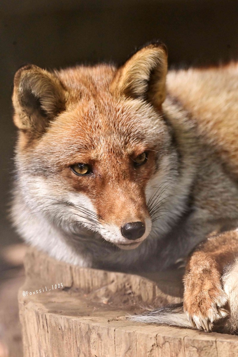Foxssil(フォクシル) おきつね全国地図4/11ver公開しました