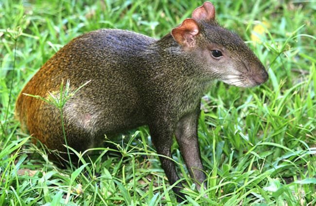 My mom kept sending me pictures of agoutis when she was in Mexico and I’m utterly enthralled with this animal. Every picture looks like a photobash of a rat a squirrel and a guinea pig. This thing is not fucking real.
