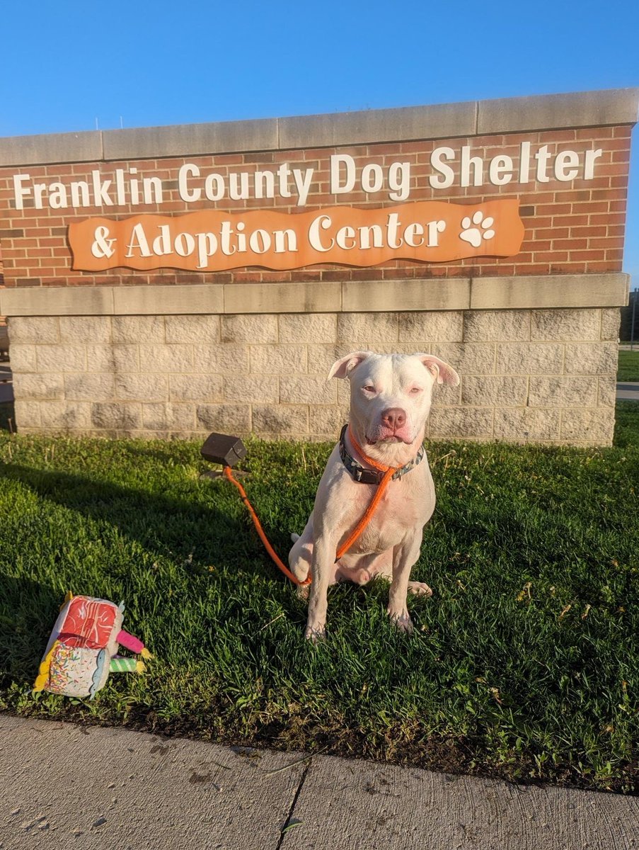 Record Breaking 188 DOGS got ADOPTED Last Week @FranklinCoDog 🐾 COLUMBUS, Ohio (WCMH) — Franklin County Dog Shelter and Adoption Center is thanking the community for its support after the shelter announced the facility was at capacity last week. In a post on social media, the