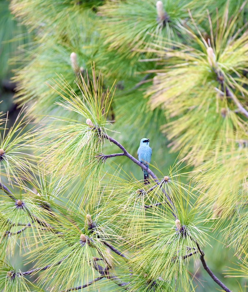 #1492 As I saw it!! #dailypic #IndiAves #TwitterNatureCommunity #birdwatching #ThePhotoHour #BBCWildlifePOTD #natgeoindia