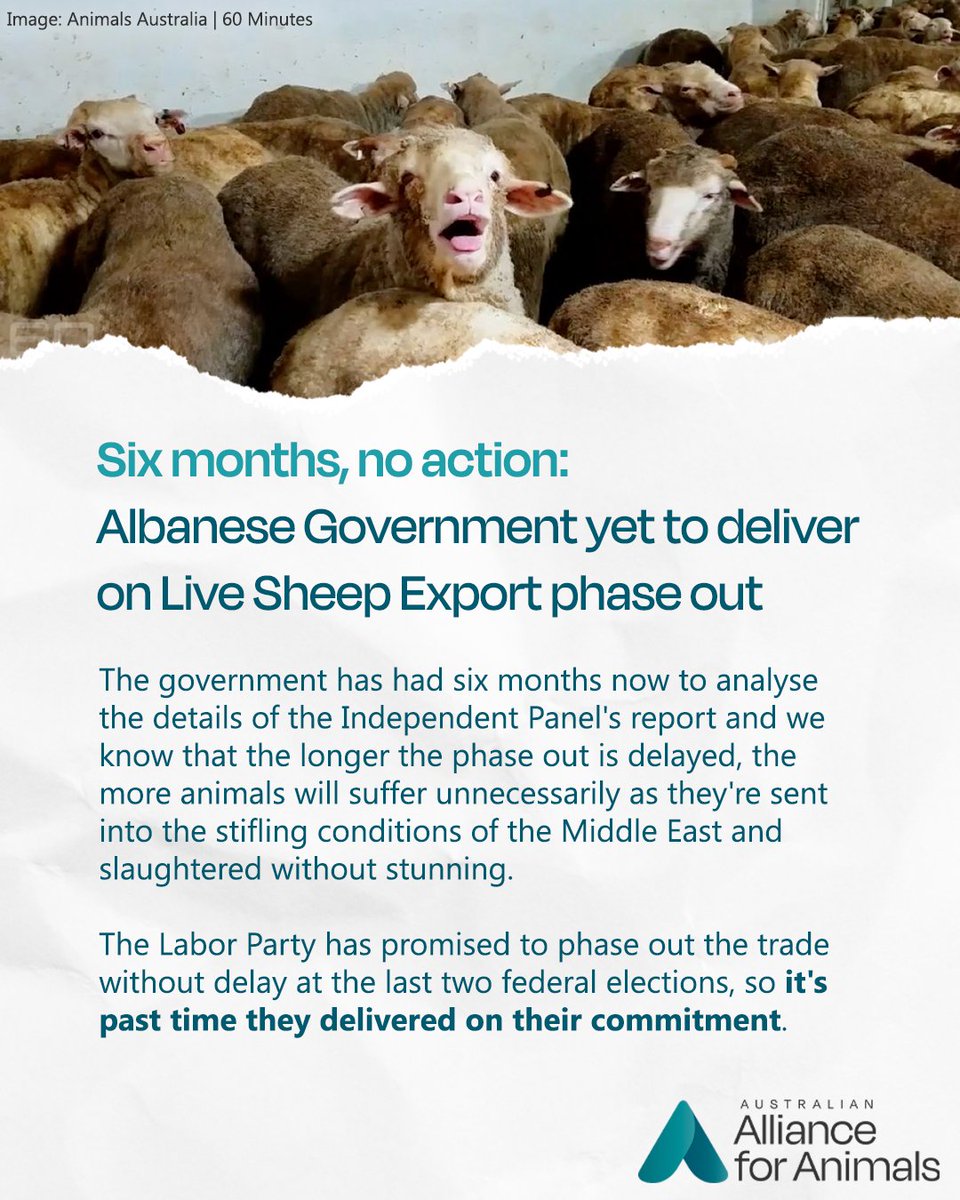 Six months ago, an independent panel provided its advice on the phase out of live sheep exports, yet the Albanese Government has failed to set a firm end date to the cruel trade. It's time for them to keep their promise and #LegislateTheDate now. allianceforanimals.org.au/ourwork/media-…