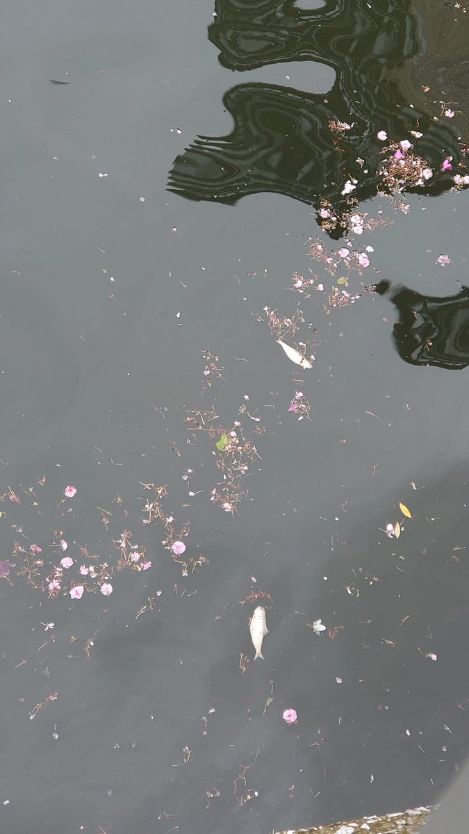 目黒川に死んだ魚が
点々と数十匹

都の人が確認中
#目黒川 #死んだ魚