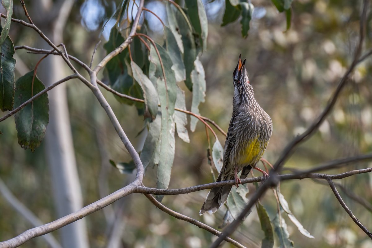 🐦Honeyeaters' songs are mostly shaped by how big the birds are that are singing, rather than external influences, says @MonashUni, who found that smaller-sized honeyeaters produce higher frequency songs, while the bigger birds can bring the bass scimex.org/newsfeed/the-b…