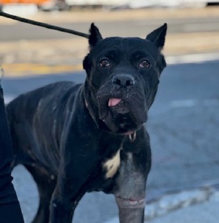 Nova 197347 needs new photos to show everyone just how beautiful she is! A stray who arrived April 7 with a severe wound on her front left leg, she's now TBK Thursday in NYCACC. Three years old, overwhelmed and scared, she's not been given a behavior assessment, despite being