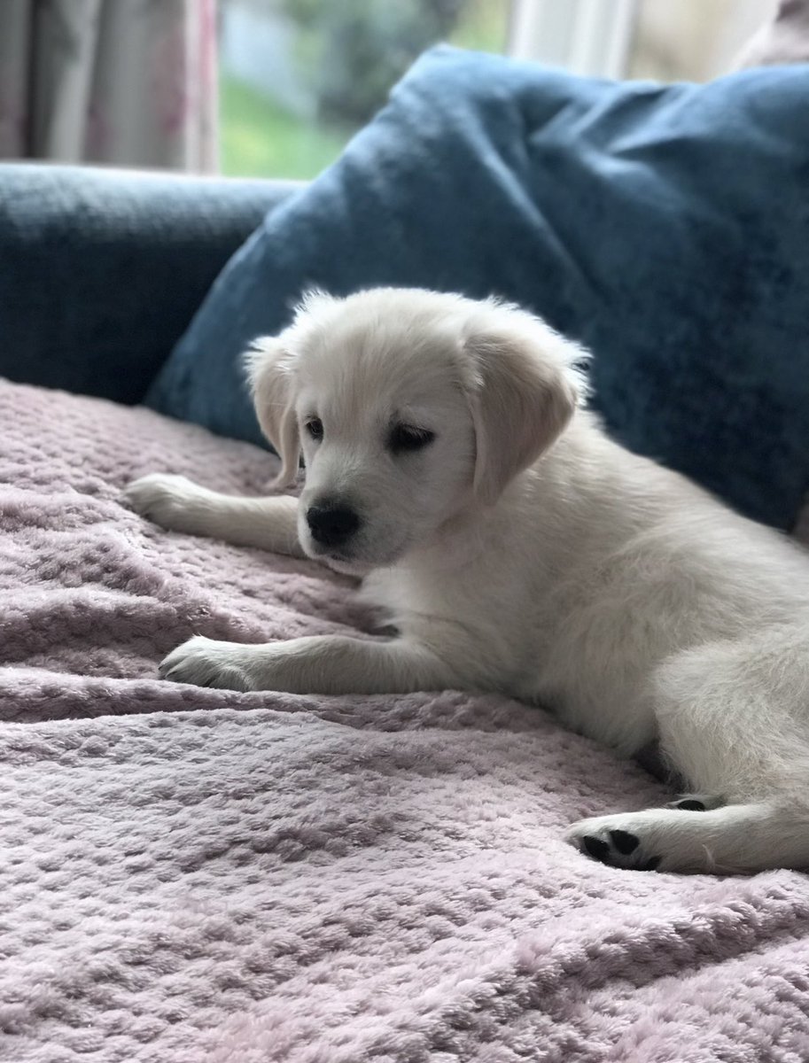 amikiVT's tweet photo. new puppy (ෆ癶◡癶ෆ) https://t.co/uaLUuhtaDY