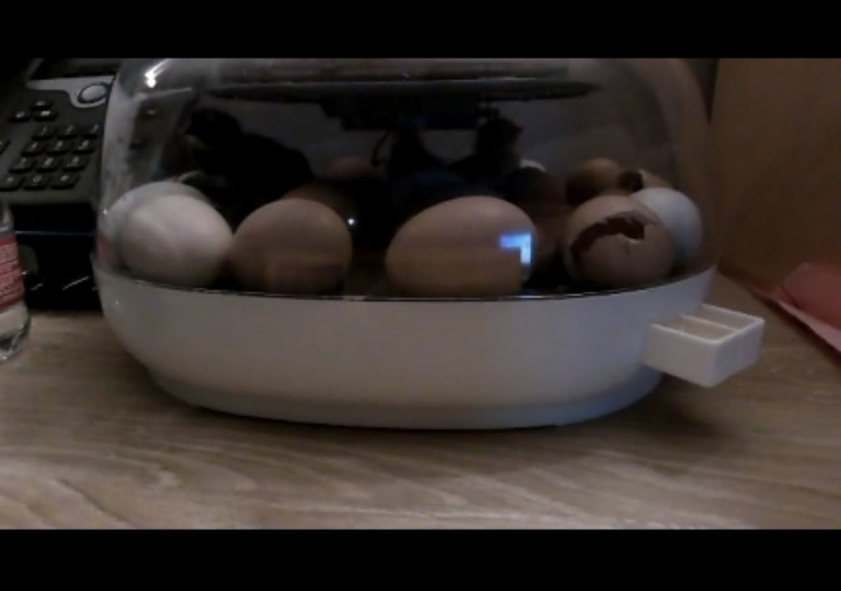 Tannisha Oyeniyi (@nisha_oyeniyi) on Twitter photo Zooming from home with our #FCE baby chicks! Thank you <a href="/MrsSteadman_FCE/">Rachel Steadman</a> 🐣🐥🐣 #1stGrade #LifeCycle #ThankYouMsSteadman Now they need names! 😊 Zooming from home with our #FCE baby chicks! Thank you <a href="/MrsSteadman_FCE/">Rachel Steadman</a> 🐣🐥🐣 #1stGrade #LifeCycle #ThankYouMsSteadman Now they need names! 😊
