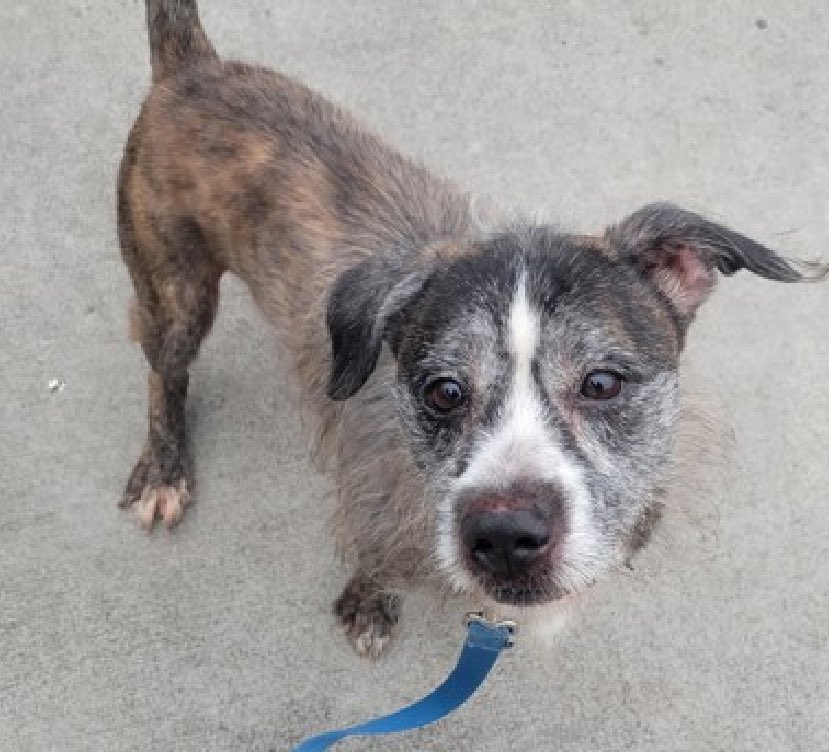 26 pounds of adorable, Chili 197566 is easily leashed and walked, is not bothered by the dogs around him and he greets his favorite handlers politely. After arriving April 11, he's now TBK Thursday in NYCACC. Tense and scared, he's unsure around certain handlers and we don't