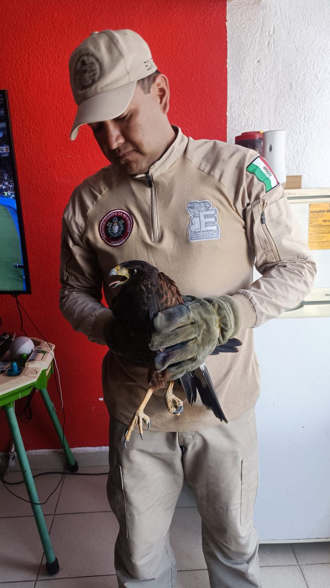 🚒🦅Hoy, nuestro valiente equipo de bomberos salvó a una Aguililla de Harris, en un domicilio de la colonia Ciudad Cuahutémoc. ¡El ave ahora está en buenas manos en la clínica veterinaria del Parque Ecológico Ehécatl para después ser trasladada a instalaciones de la #Profepa. 🏥