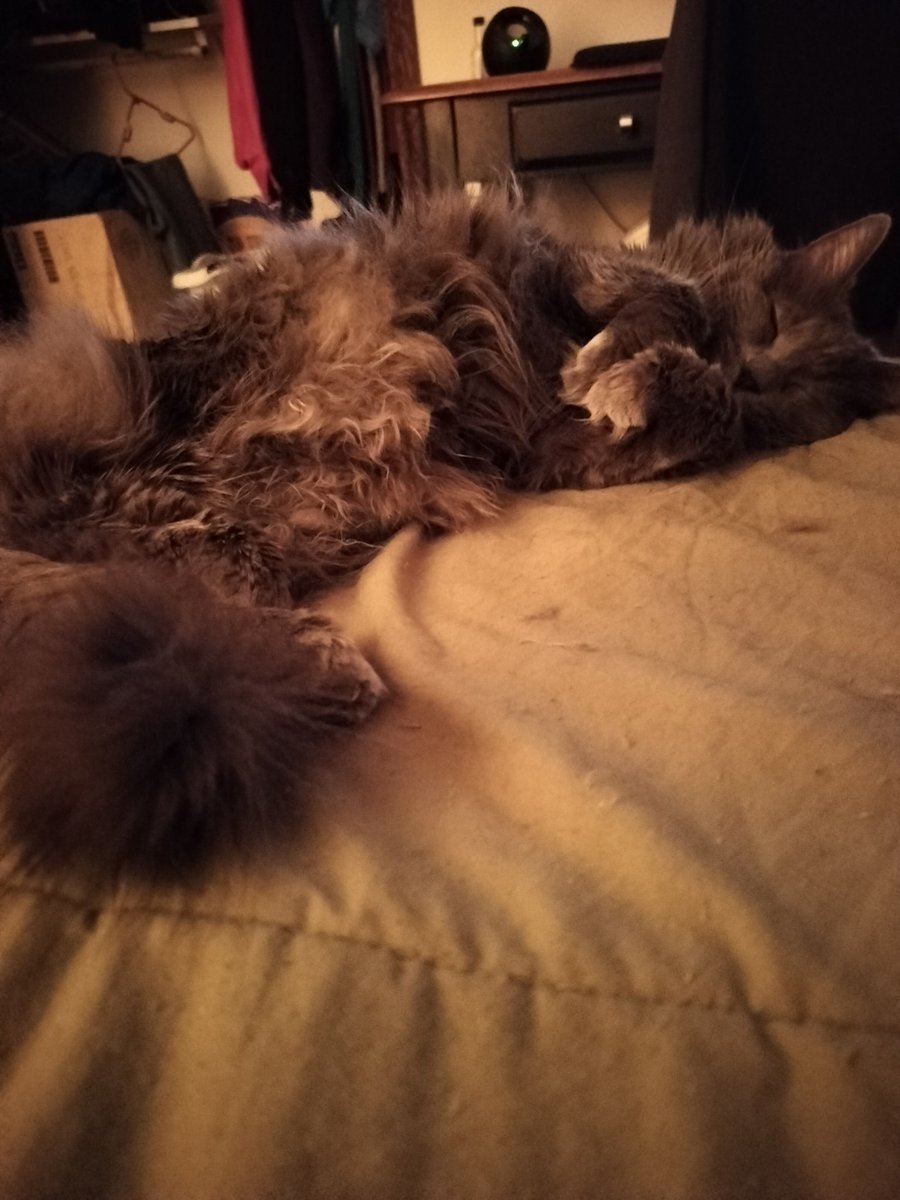 PhoenixWildish's tweet photo. She's so cute when she sleeps, especially when it's like this! I love her little paws! 🥰🥰🥰 #CatsOnX #CatsOfTWITTER
#HRHPrincessDips 👇
(Pls forgive the mess in bkgrd!) https://t.co/z3hdZmiTPq