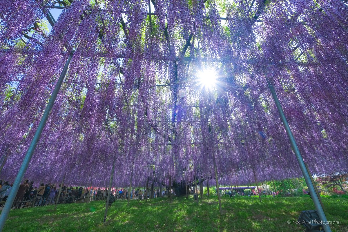 紫藤のシャワー
空から藤の花が降ってくるようでした。
香りも良くて癒されます。^-^*
#photo_shorttrip #photo_travelers #wisteria #purple
#tokyocameraclub #raytrek_photographer #beautiful
#栃木県 #足利市 #あしかがフラワーパーク #flower
#今日もX日和 #XT3 #XF1024 #藤 #花 #春 #spring