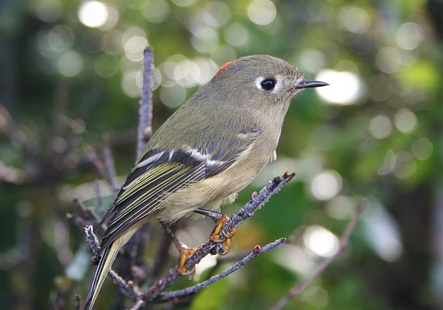 BirdsOfSF's tweet photo. A Ruby-crowned Kinglet was spotted by Sarah Burton (@burtosa) at Golden Gate Park--Log Cabin Trail (@GoldenGateNPS). https://t.co/OHHDHE8B82