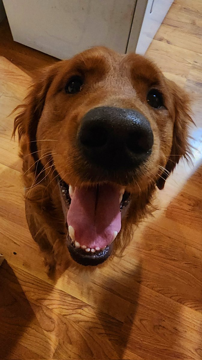 Late night Tuesday happy face photo from Waffles. Love to you all!! #dogsoftwitter #goldenretriever