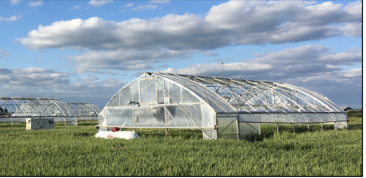 Using unique field facilities combined with cyber physical systems we documented negative impact of high night‐time temperature on wheat yield and micro-nutrients onlinelibrary.wiley.com/doi/abs/10.100…