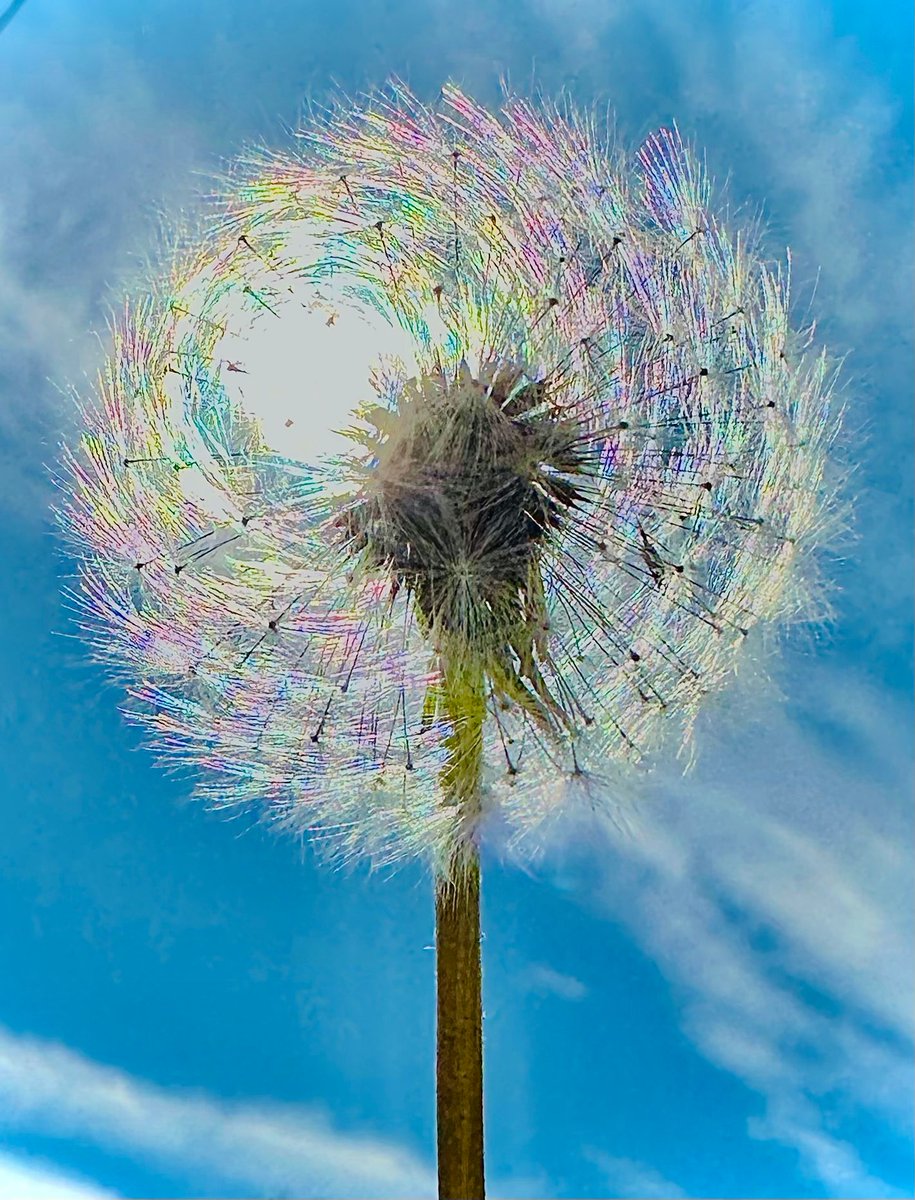 HOW BA-A-A-AD CAN I BE? Some might see a dandy lion with hundreds of little rainbows - others might see the last Truffula tree that needs saving from Aloysius O' Hare. What do you see? 📍: West Valley - er, Thneedville 📸: Lance - or was it The Lorax? via kutv.com/chimein