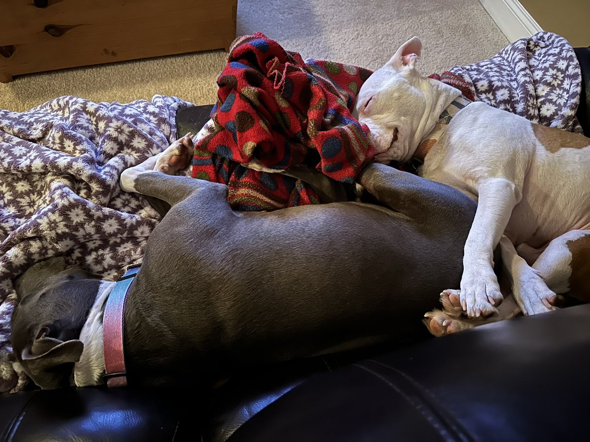 These two🤣🤣. Today was also the first time that Chance didn’t bark/cry while I took the trash bins down to the end of the driveway 🐶❤️🐶❤️ #dogsoftwitter #pitbulls #rescuedogs