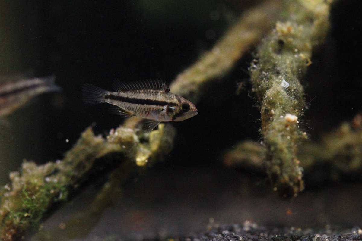 カカト　イタヤ