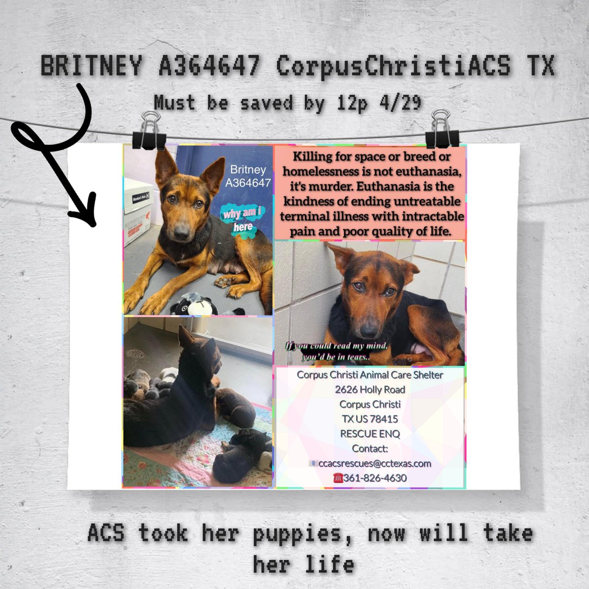 🆘️BRITNEY #A364647 is the prettiest #GSDMix
#CorpusChristi #TX #TBK 4/29
Weight only 31 lbs, came on Feb 20 nursing pups, naturally afraid,  yet ACS did not give her time to adjust before labeling her FAS 5 (fearful) for being a good mom. Now pups are up for adoption,  BRITNEY…