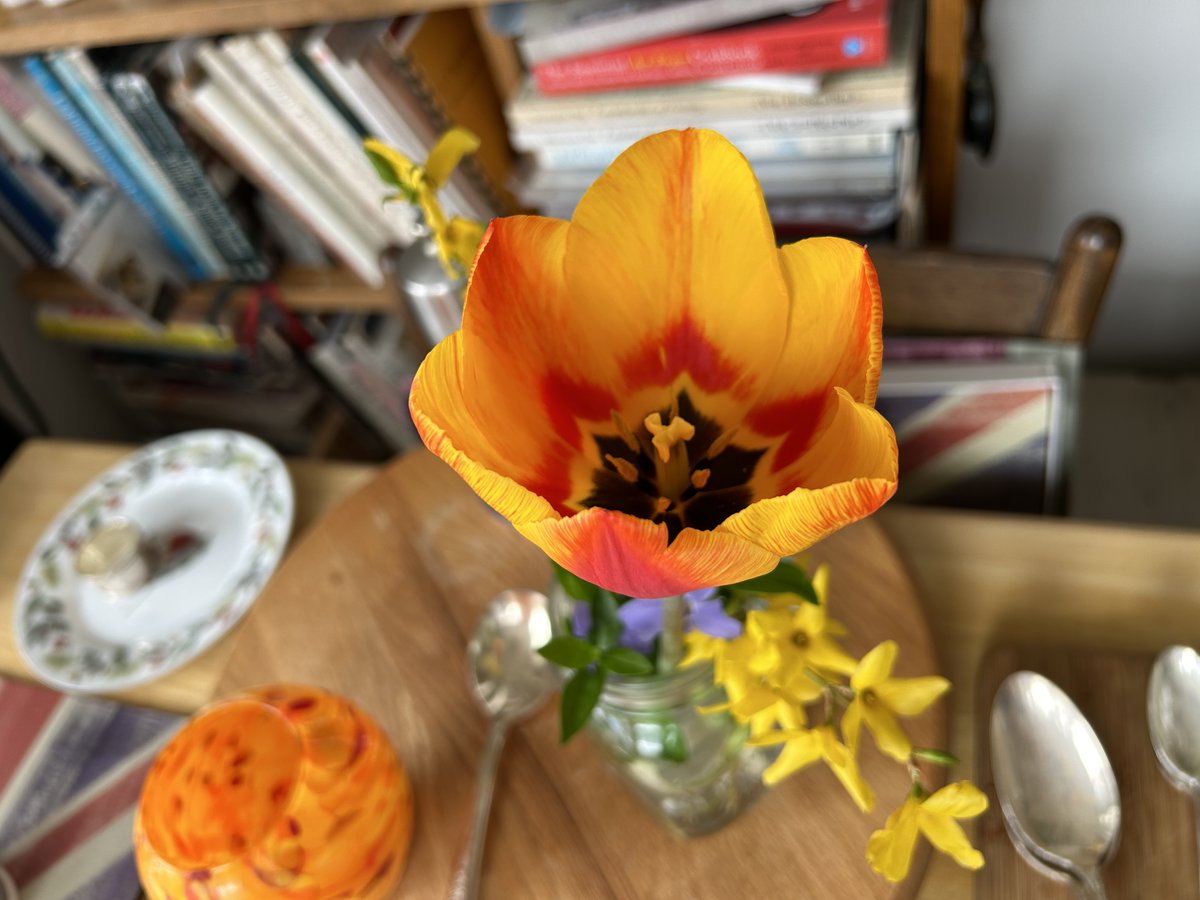 Some beauties from the garden #flowers #garden #tulip #trillium #bleedingheart #azalea