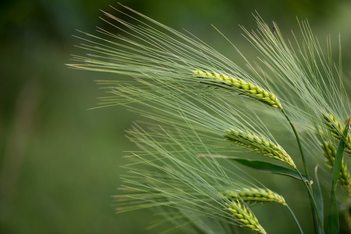 Read more about a new method of removing toxins from barley to enhance beer production in our latest article!

thinkbarley.com/2024/04/23/boo…