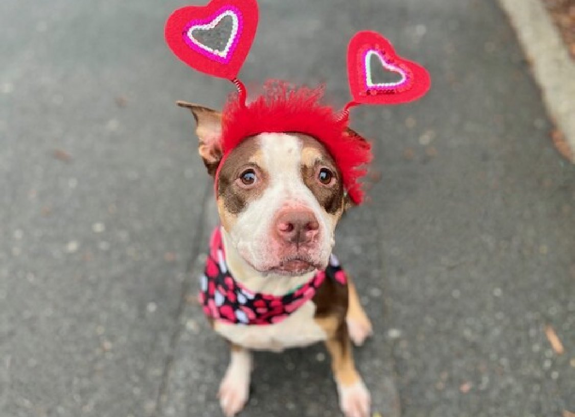 LAST CHANCE: so cute and overlooked because she doesn't have a video, Josie 192141 has been patiently waiting for her chance since January. Now so stressed, she's losing her voice from barking and is in desperate need of a family. TBK in NYCACC Thursday, she arrived with the best…