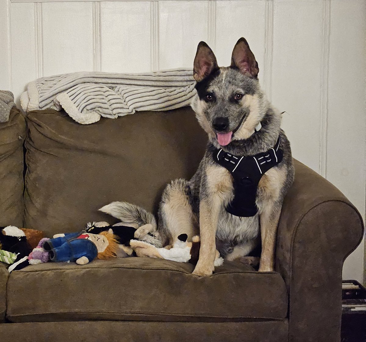 His toy couch to go with inside Jolly Ball court