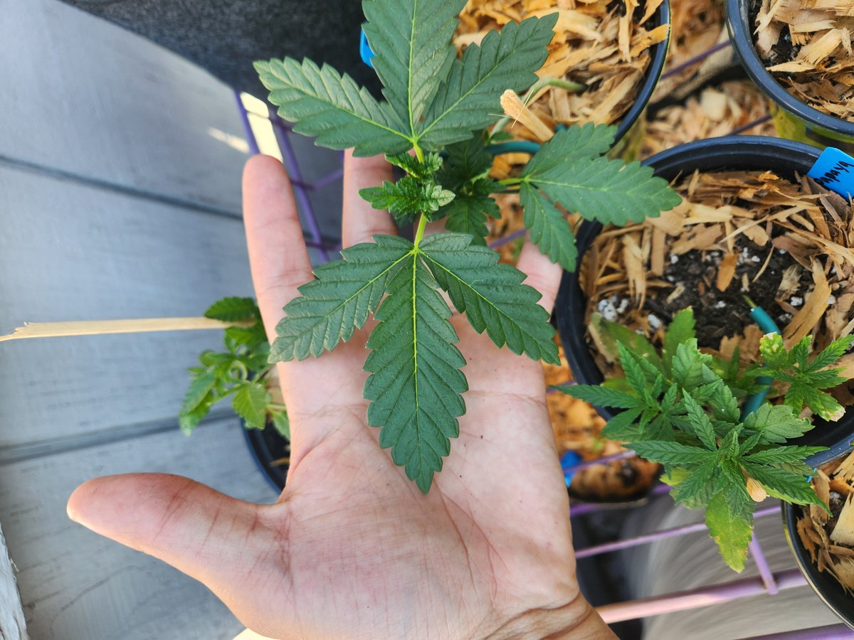 This Sour Cherry Breath by @TheGreatFish4 is beautiful 🥵😍
#growyourown #cannabis #CannabisCommunity #cannabisgrower #cannabislife #420community