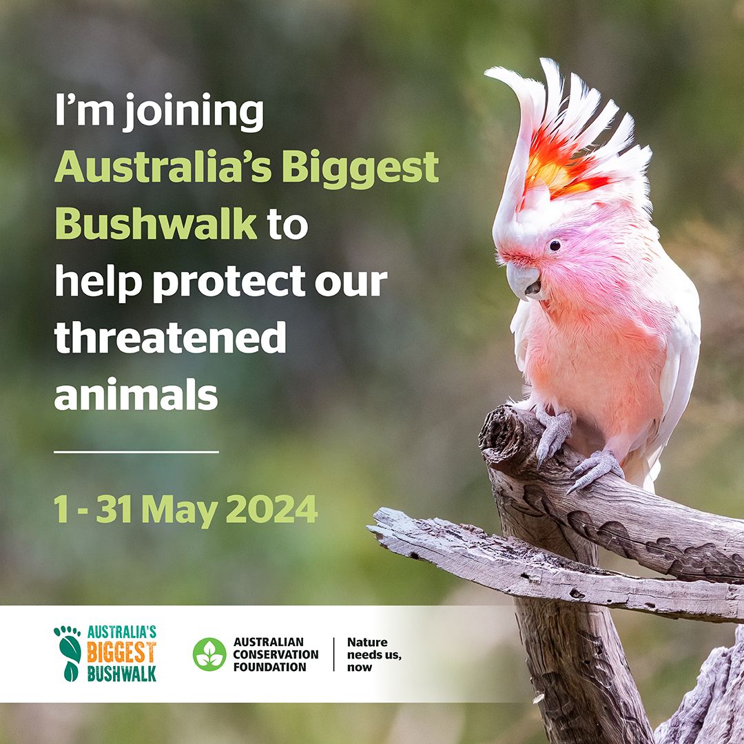 Next month, my workplace is taking on Australia's Biggest Bushwalk to help raise much needed funds for critically endangered fauna (like this beautiful pink cockatoo). If you'd like to contribute to our team, or sign up yourself, please visit: australiasbiggestbushwalk.org.au/icon-science