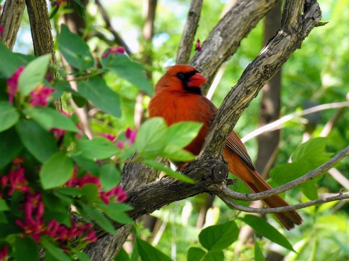 Tuesday in @CentralParkNYC with a palm warbler, female red bellied woodpecker, chipping sparrow & male cardinal. #BirdTwitter #wildlifephotography #BirdsSeenIn2024 #birdcpp #birdcpnyc #biodivercity #naturephotography #birdphotography