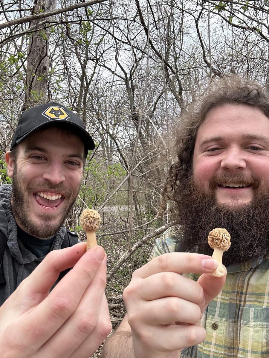 Contest winners! Find the 1st morel of the season contest at @UMNPlantPath has 2 winners @NickRajtar & @ColinPeters_222 who found the first ones to come out. Be on the lookout - morels are just beginning to emerge in Minnesota and the big ones are on the way!