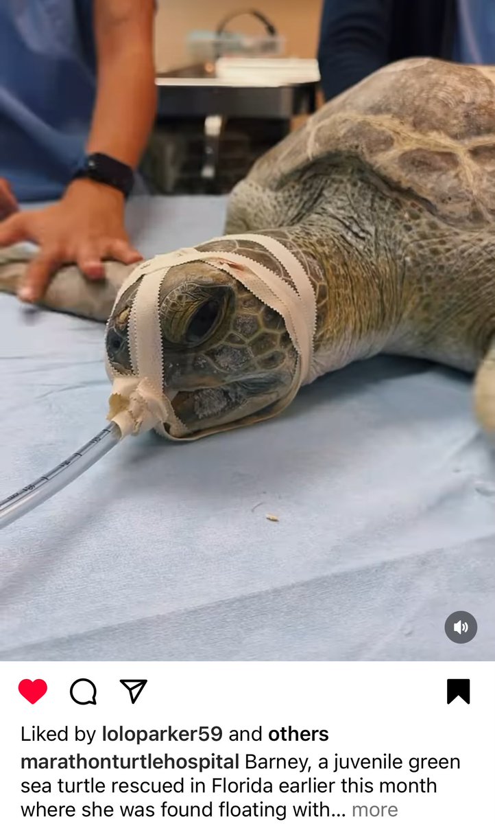 I follow a Florida-based sea turtle hospital/rehab account on Instagram and I swear it brings me so much joy on a daily basis. I’m so glad these people exist.