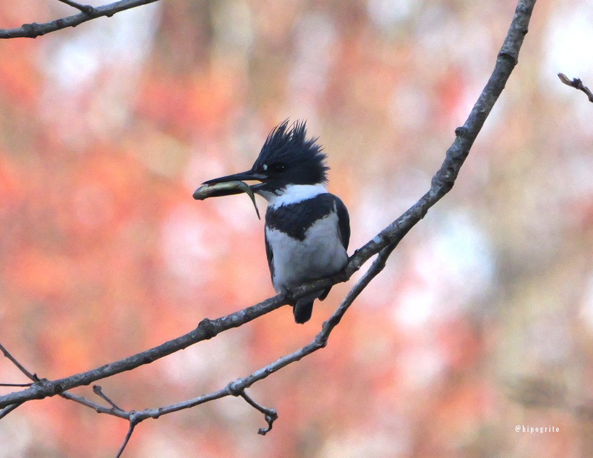 Belted Kingfisher with a catch Northport, Long Island, NY #birds #birding #birdwatching #wildlife