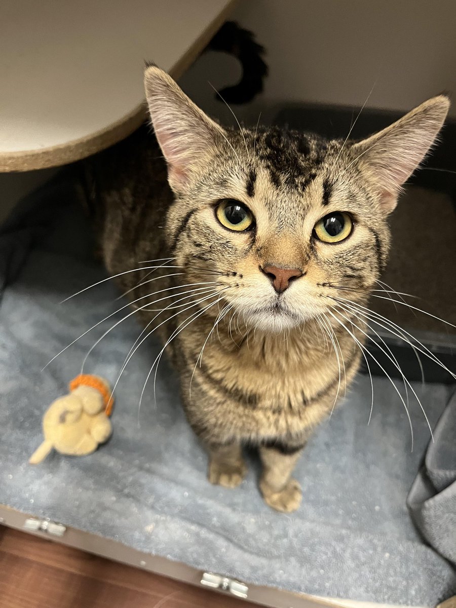 We have another terrific tabby joining our crew - meet Mason! 

This sweet boy is 1 year old and ready to find his forever family! 

#safeteamrescue #safeteamkitty #adoptdontshop #adoptme #adoptablekitty #rescuecat #rescuedismyfavoritebreed #yeg #yegcats #catlovers